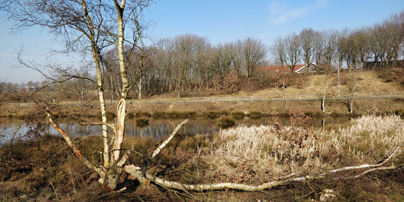 Dødt træ i byens grønne kiler giver mere biodiversitet.